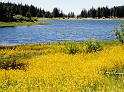 (21) wildflowers (spooner lake)